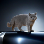 British Shorthair Cats