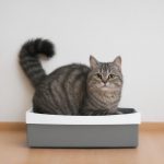 How to guide a cat to use the litter box?