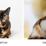 Calico cat