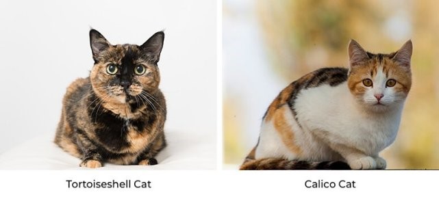 calico cat vs tortoiseshell cat